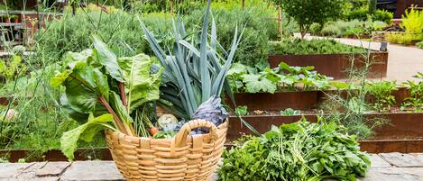 Un jardín con diversas plantas y una cesta de mimbre llena de verduras.
