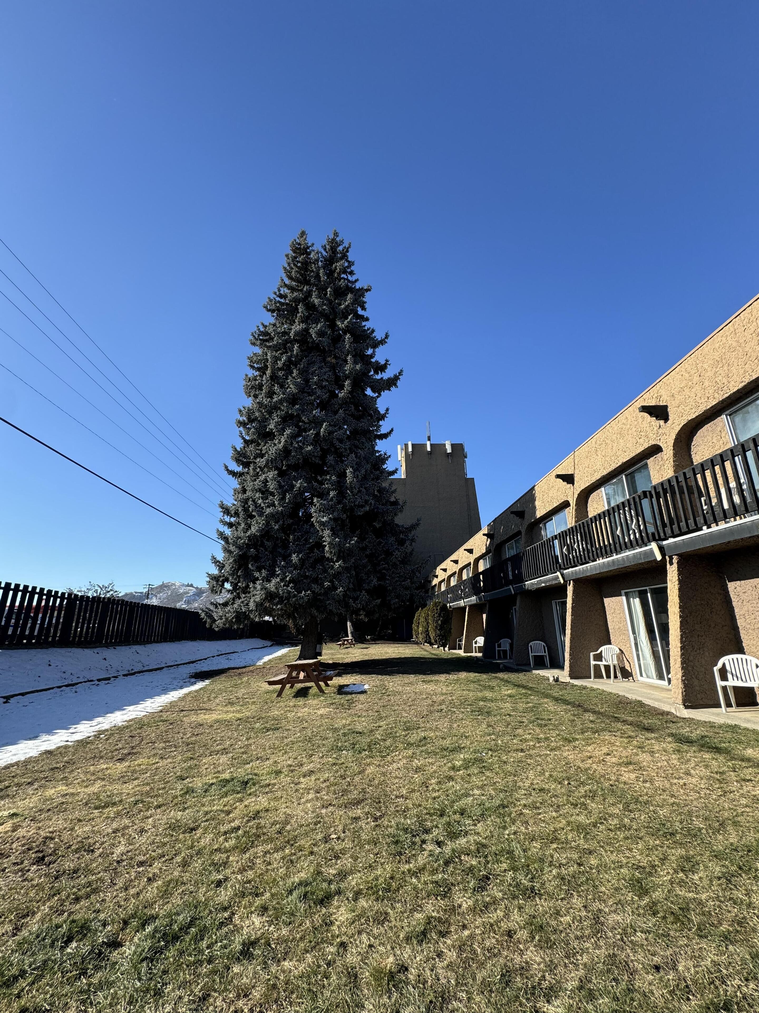 Un patio con un gran árbol de hoja perenne, una mesa de picnic y un edificio con balcones y ventanas.