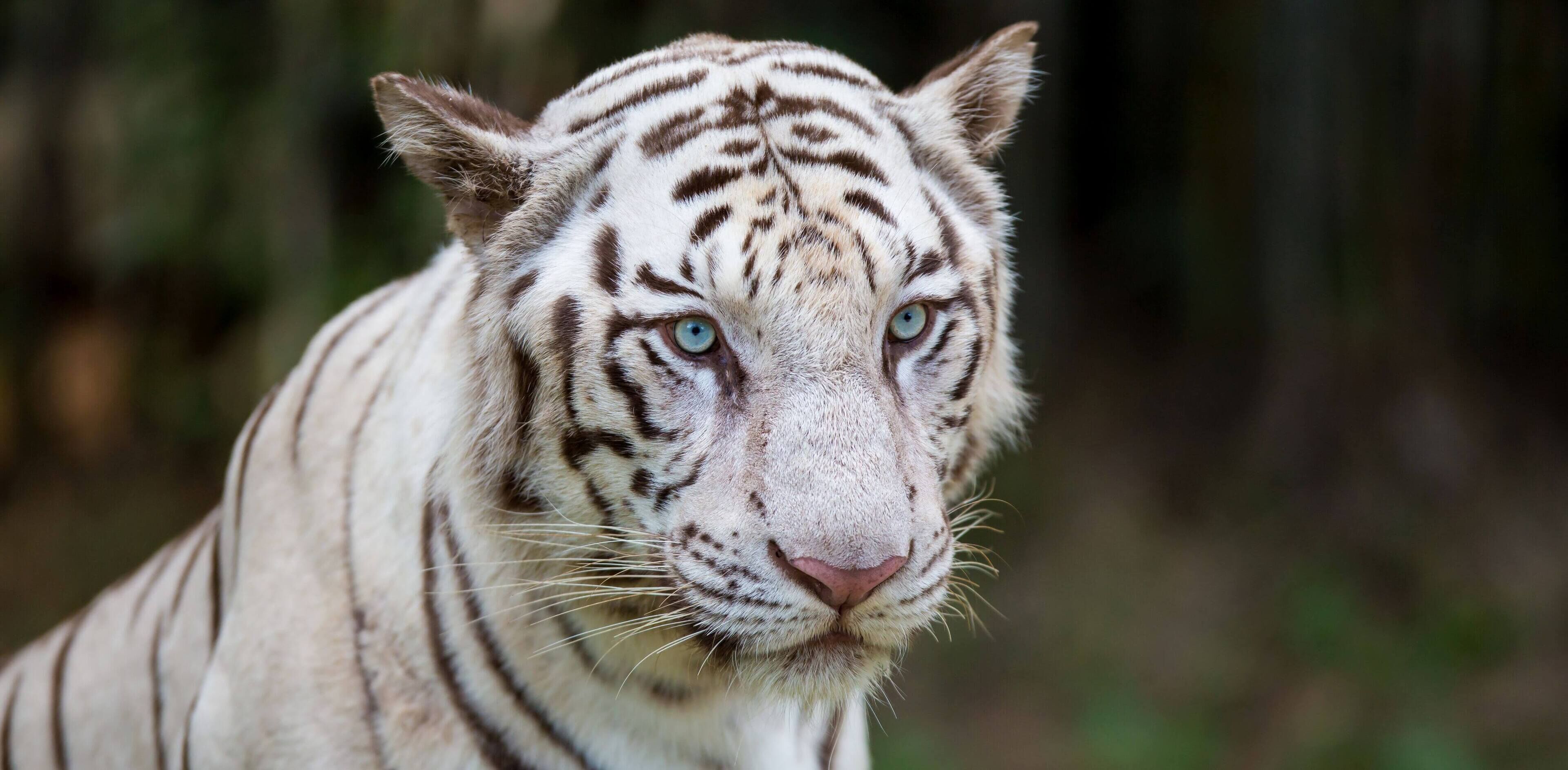 Un tigre con pelaje blanco distintivo y rayas negras.