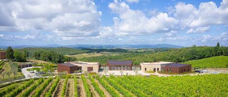 A vineyard with rows of grapevines and several buildings with flat roofs.