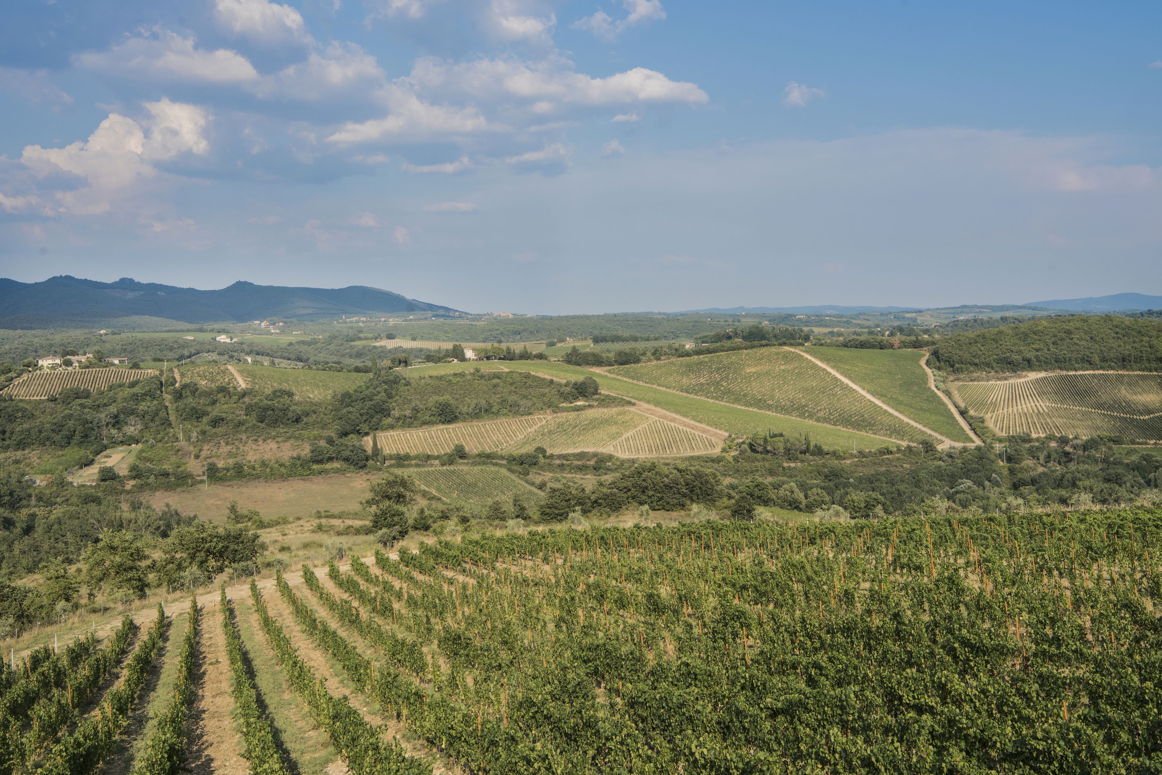 Ein Weinberg mit Reihen von Reben und Bergen in der Ferne unter einem teils bewölkten Himmel.