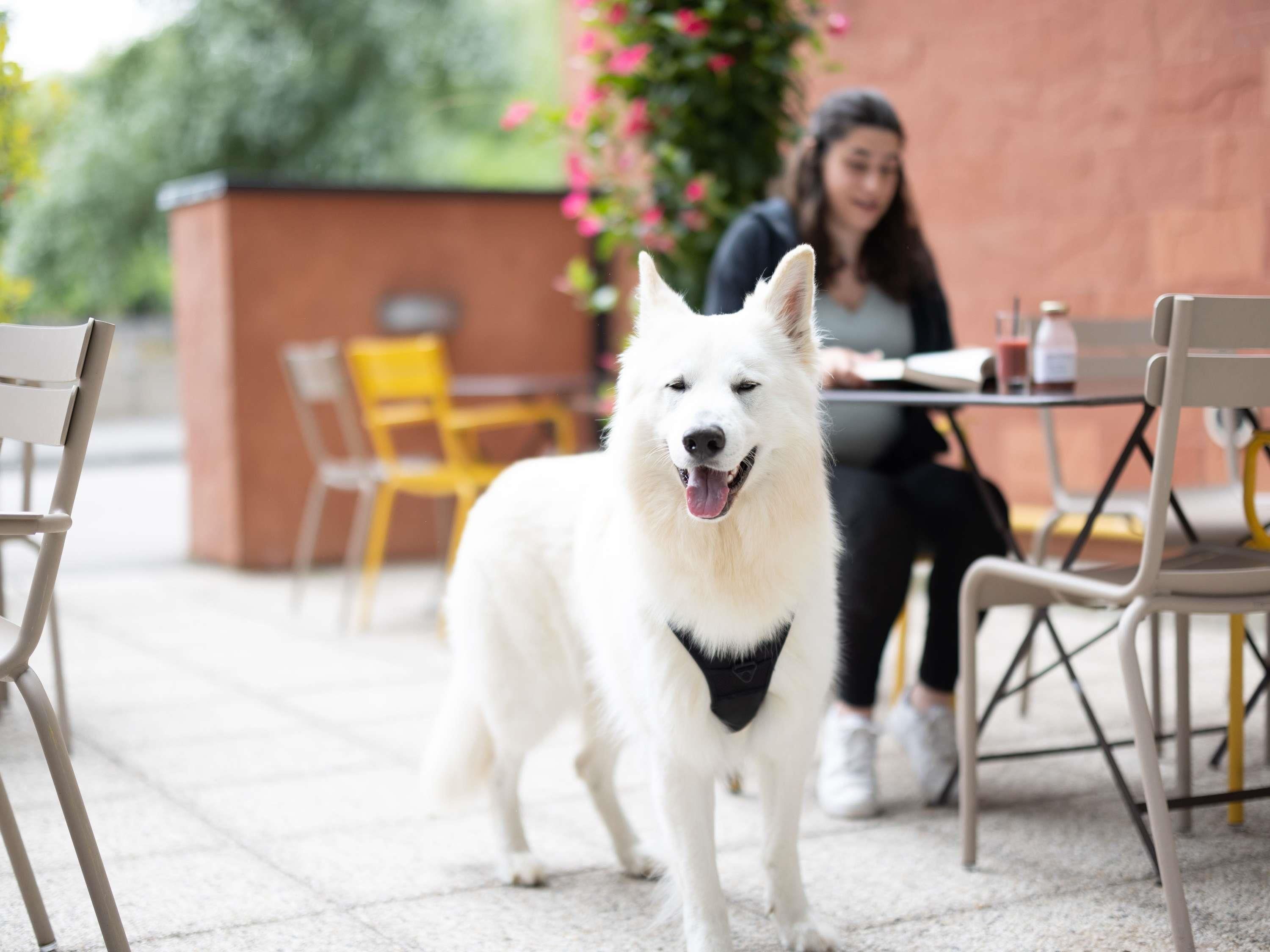 Un perro blanco con una bandana negra parado en un área de estar al aire libre con sillas amarillas y una mesa.