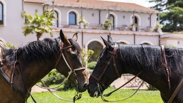 Two horses with bridles in front of a building with arched windows and a tiled roof.