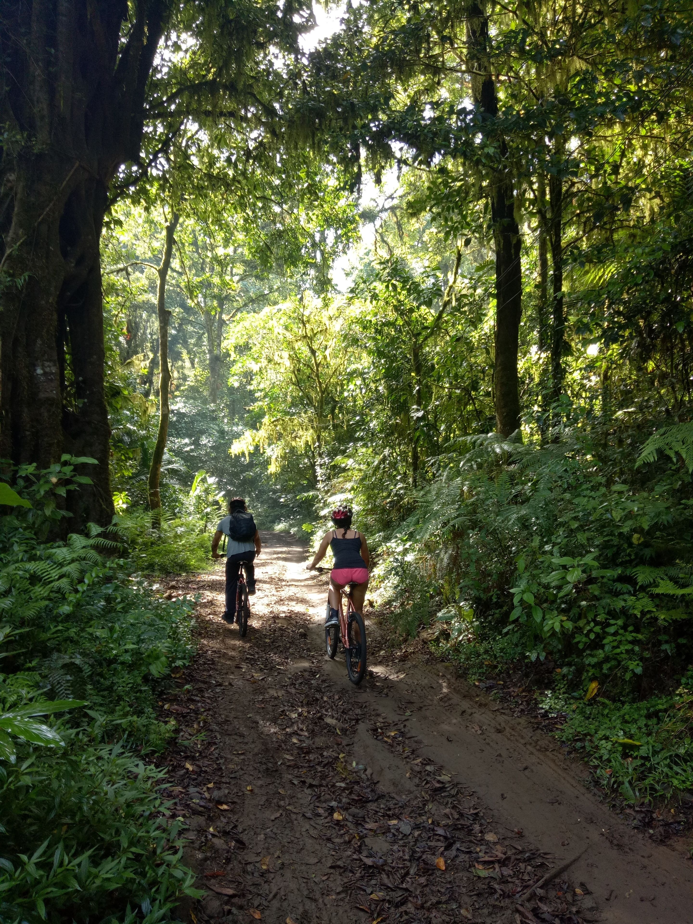 A forest path with two cyclists.