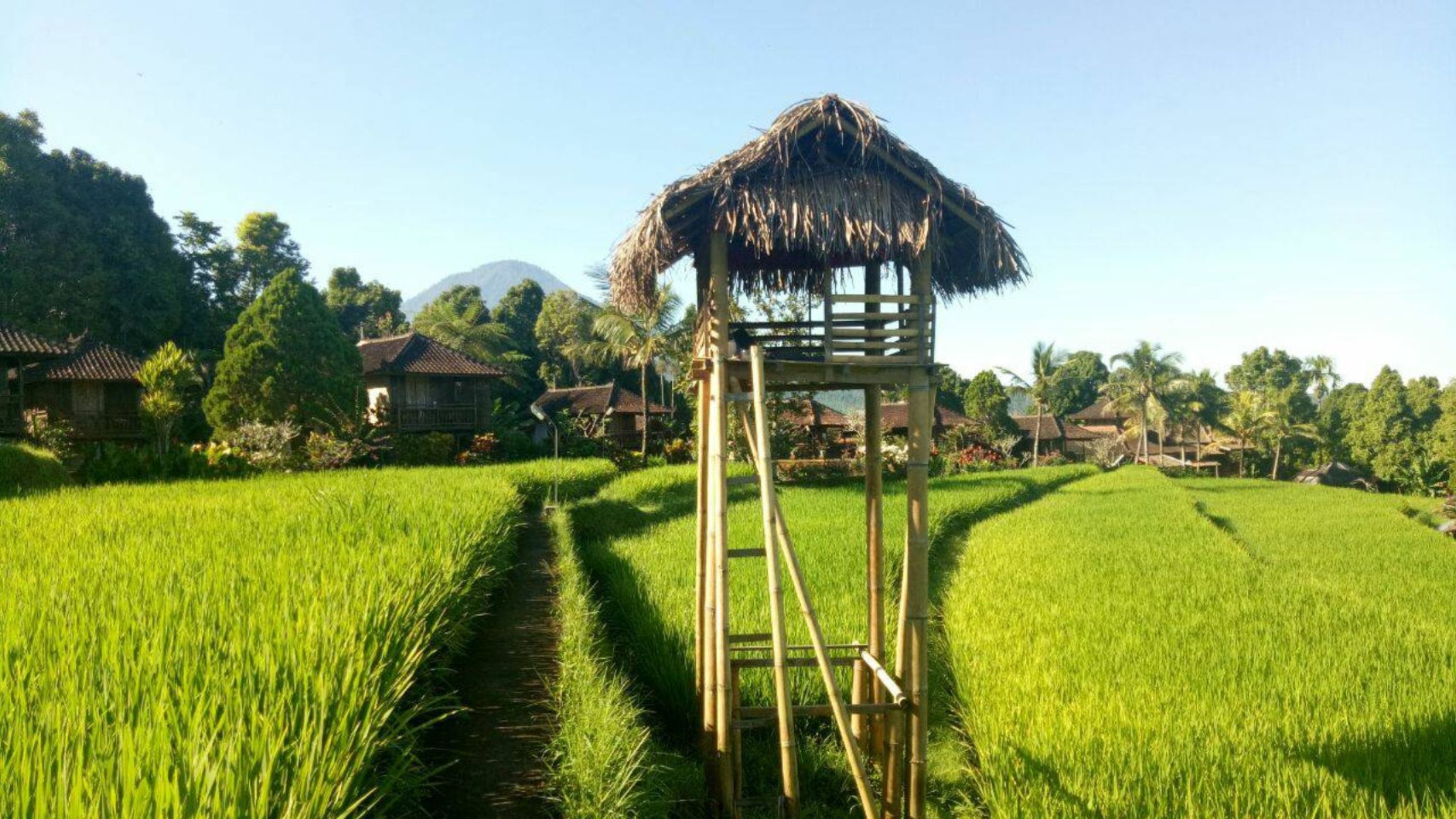 A bamboo structure in a lush green rice field with traditional houses in the background.