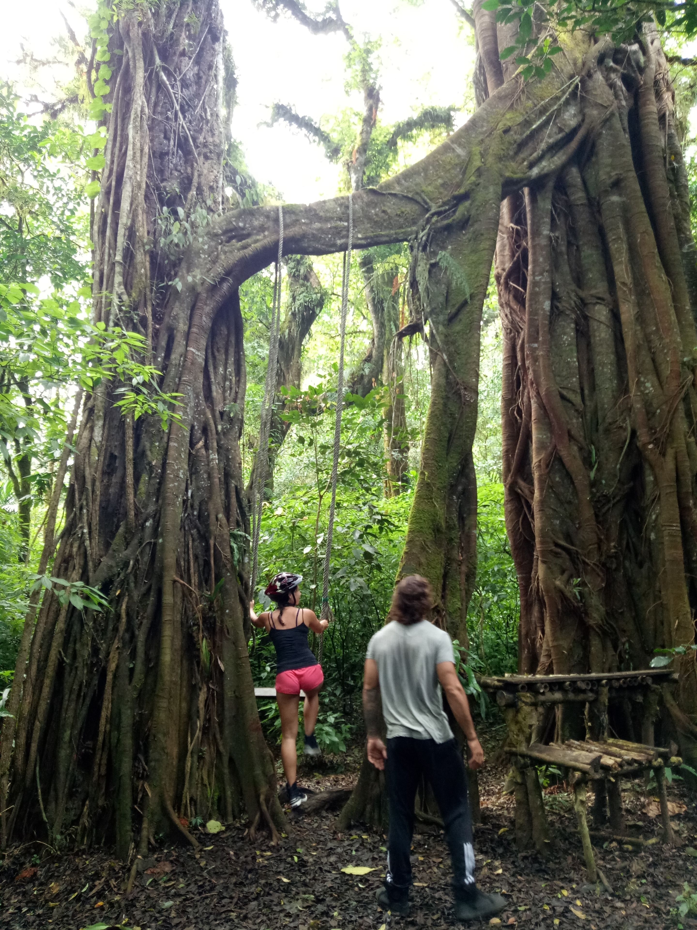 Un cadre naturel avec un pont de corde enjambant un ensemble de racines d’arbre imposantes.