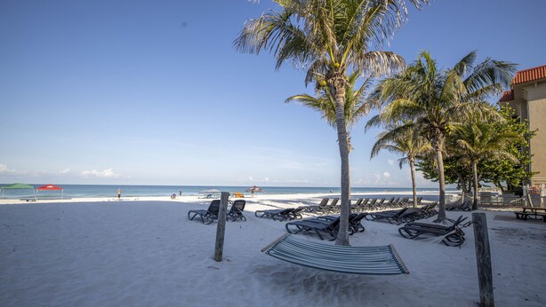 A beach with rows of sun loungers and a hammock, palm trees, and a clear blue sky.