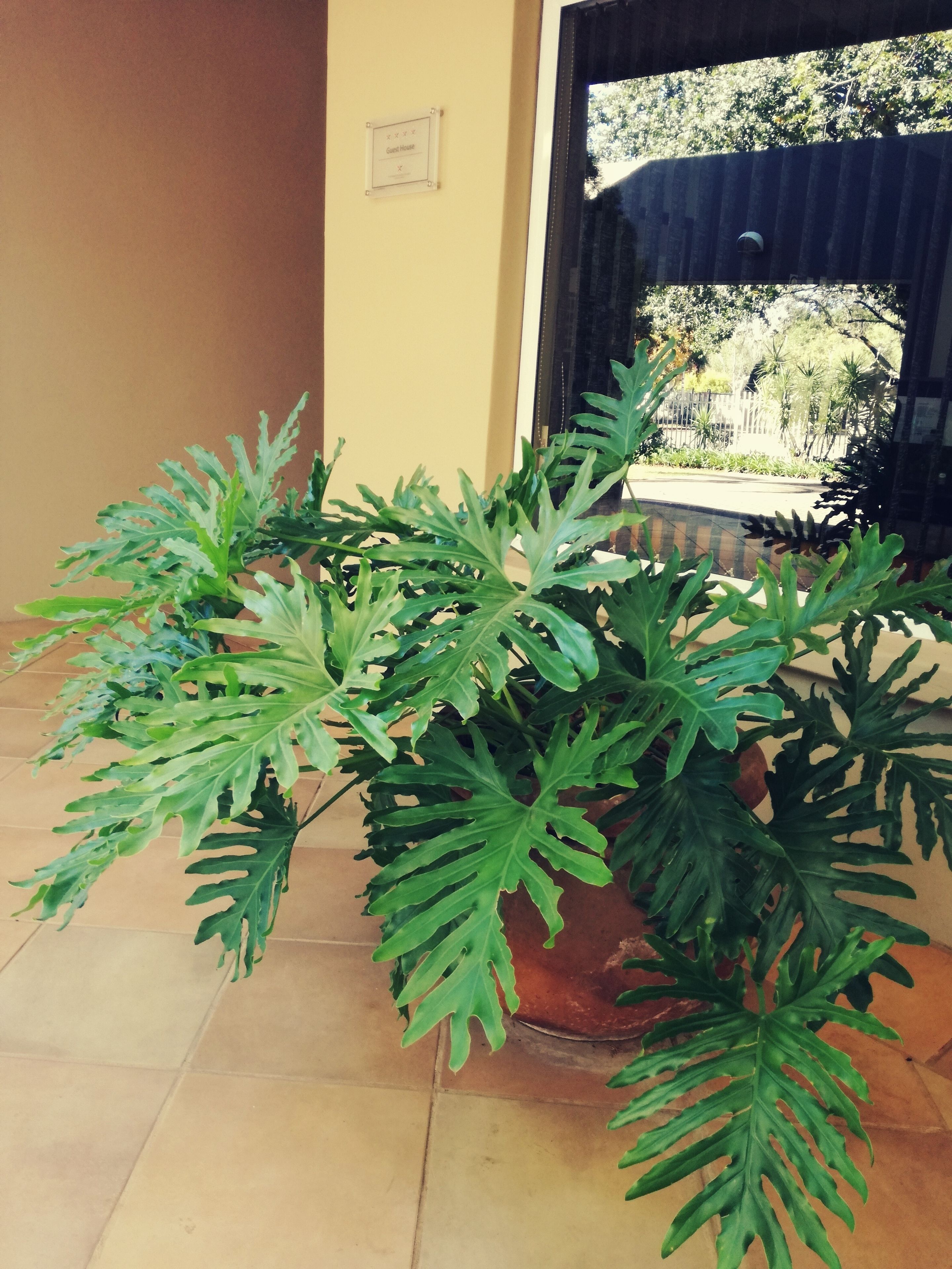 Una planta en maceta con hojas anchas y lobuladas en un área con baldosas.