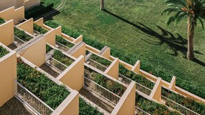 Un área ajardinada con palmeras, un sendero y vista al océano.