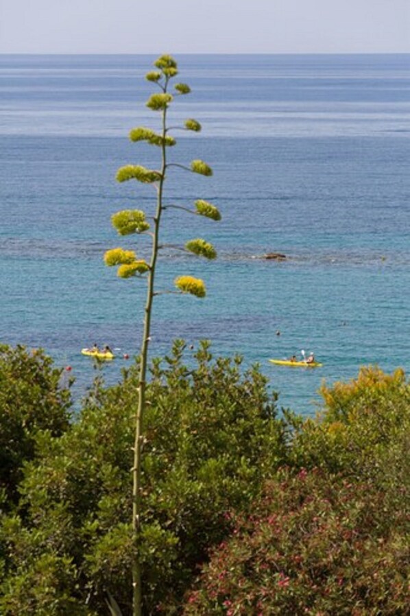 A coastal view with a clear sky, a tall tree with green foliage, and a calm sea with kayaks.