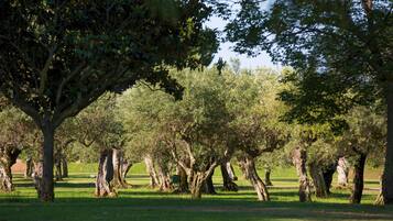 Un grupo de árboles en un parque.