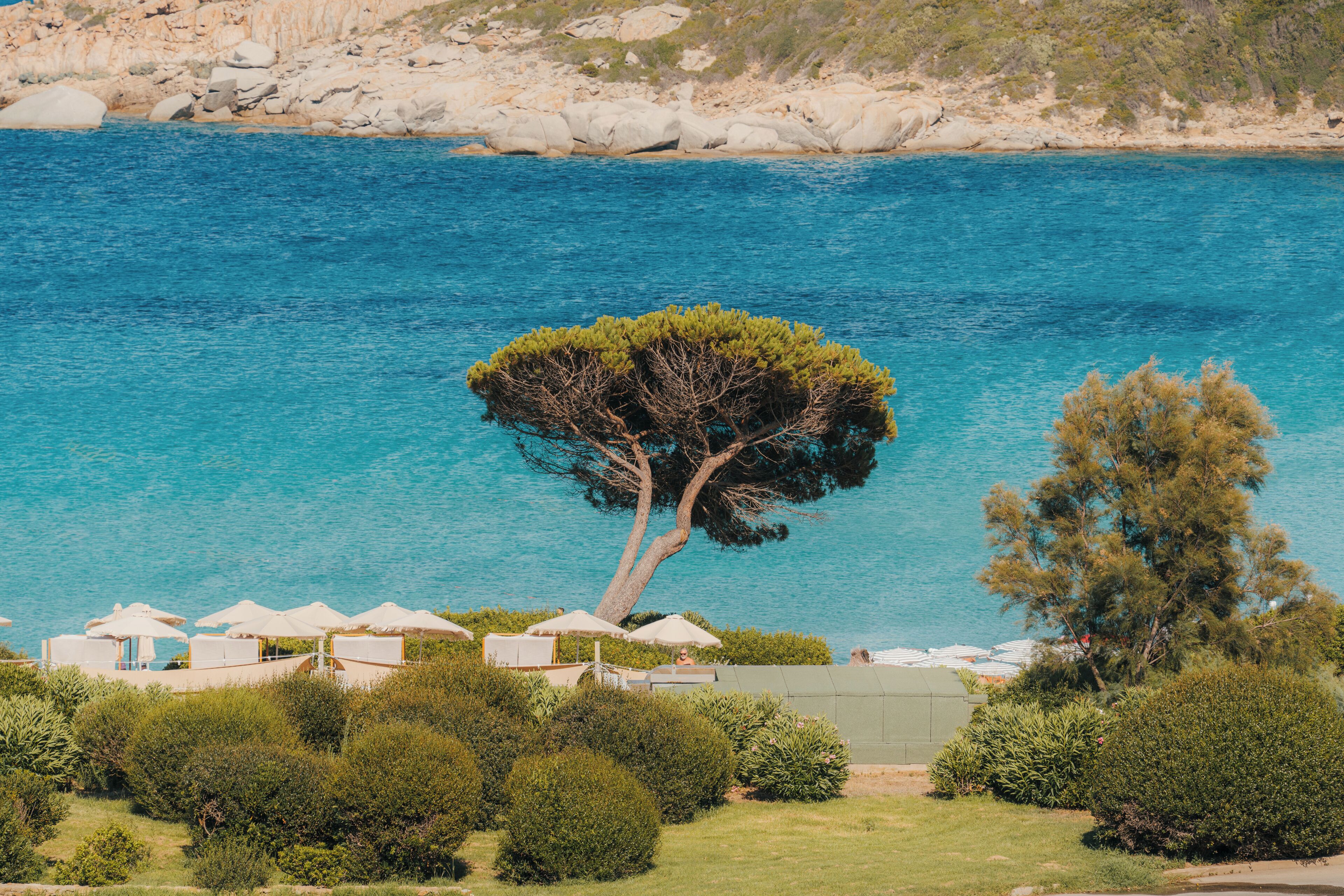 Eine Küstenlandschaft mit einem markanten Baum, klarem blauen Meer und einer Reihe von Strandsonnenschirmen.