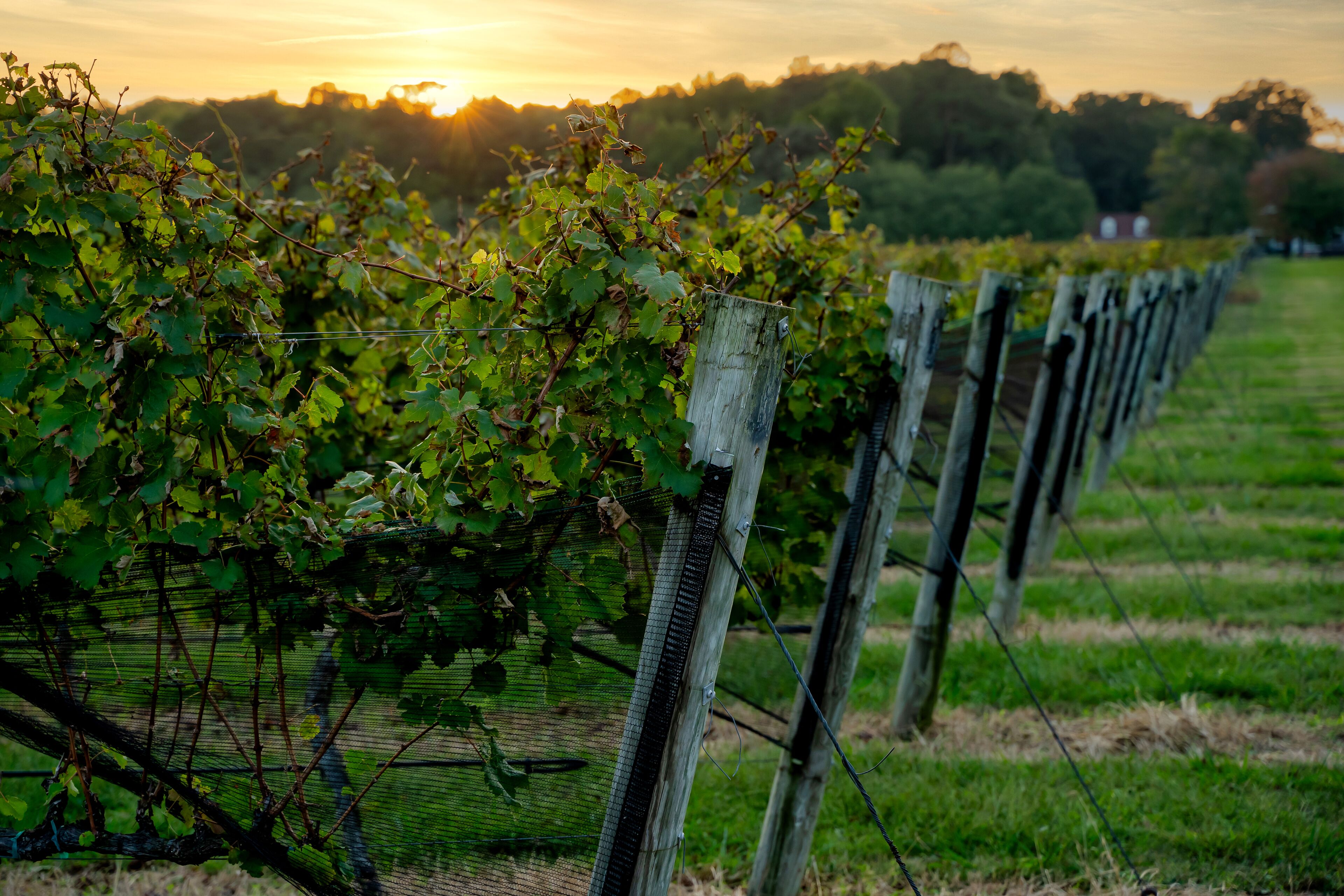 A vineyard with rows of grapevines supported by wooden trellis.