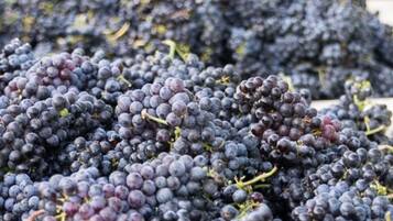 A close-up of a large quantity of dark purple grapes.