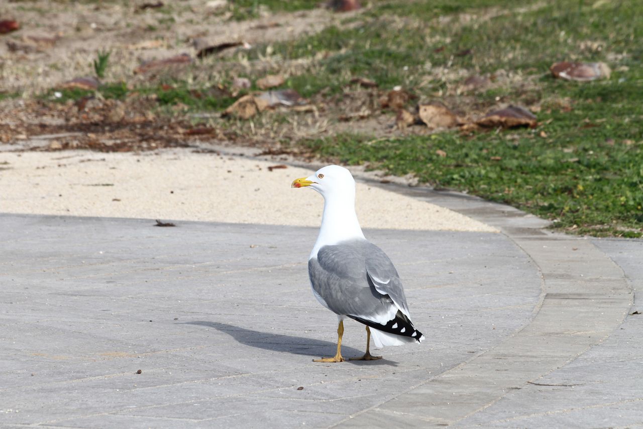 Una gaviota posada sobre una superficie pavimentada, con un área verde al fondo.