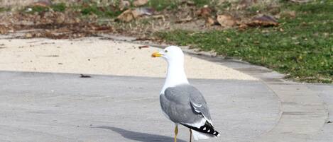 Una gaviota posada sobre una superficie pavimentada, con un área verde al fondo.