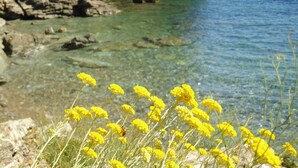A coastal landscape with clear water, rocky cliffs, and yellow flowers in the foreground.