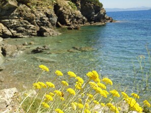 A coastal landscape with clear water, rocky cliffs, and yellow flowers in the foreground.