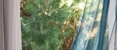 A window with a view of a coniferous tree outside.