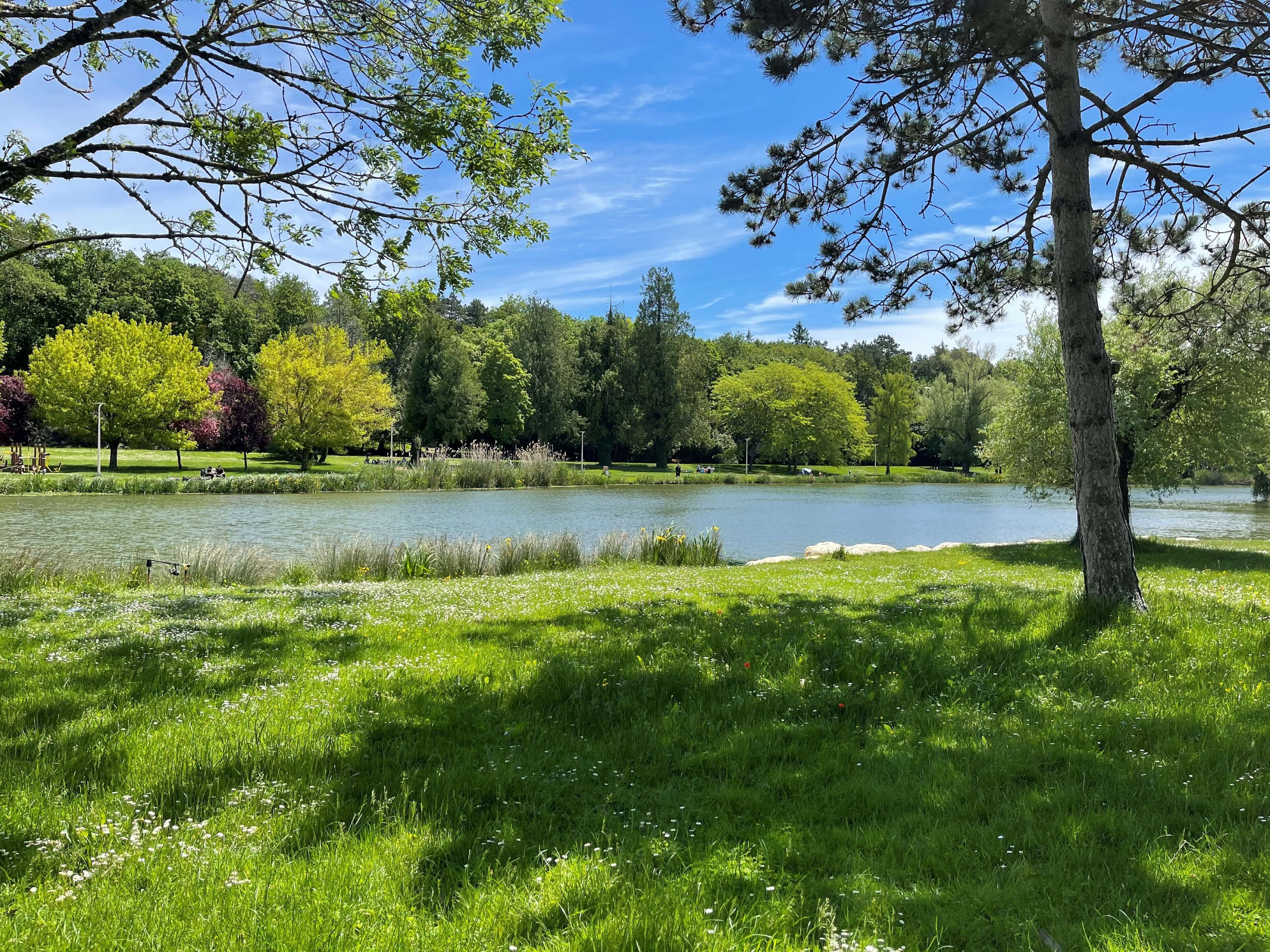 Un parque tranquilo con un lago, césped verde exuberante y árboles.