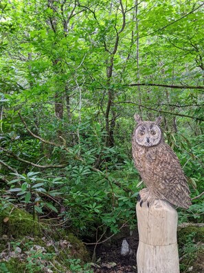 An owl perched on a wooden post in a forested area. - The Isle of Mull Hotel and Spa (Isle of Mull)