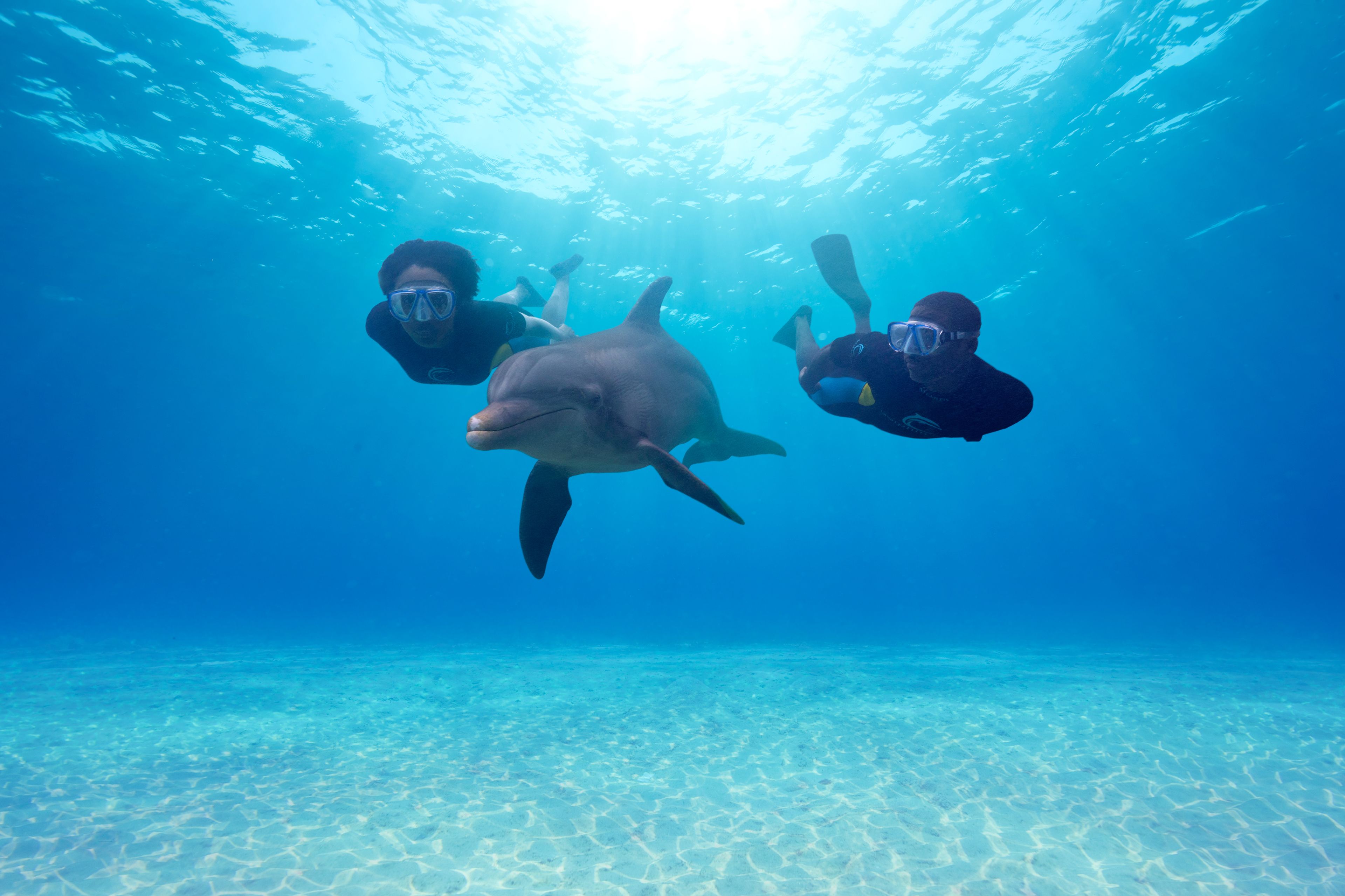 Two divers swimming with a large marine animal underwater.