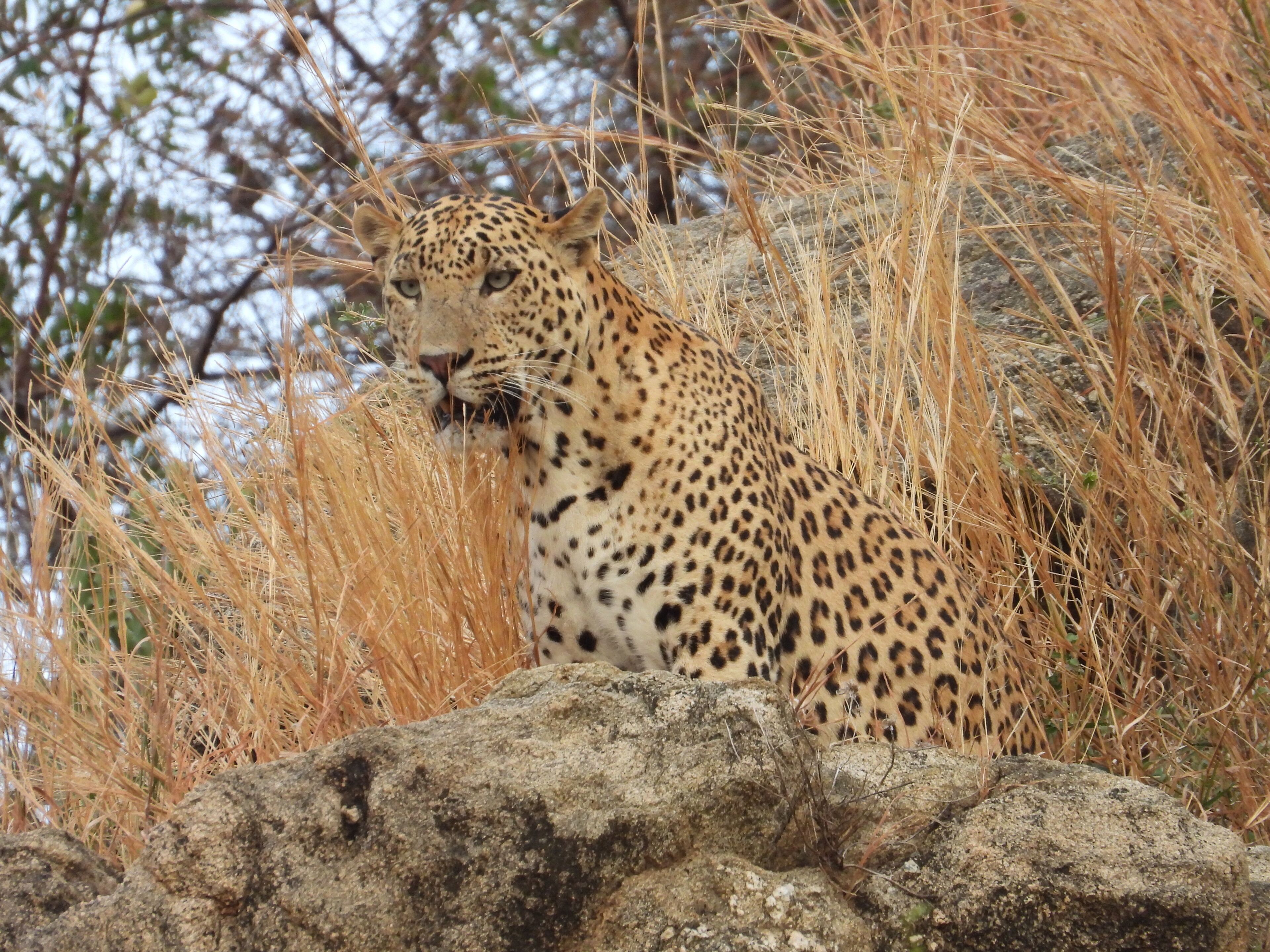 Un leopardo descansando entre hierbas altas y rocas.