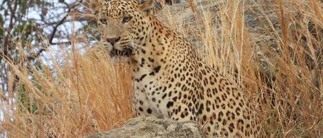 Un leopardo descansando entre hierbas altas y rocas.
