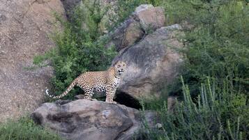 Un leopardo sobre un afloramiento rocoso rodeado de follaje.