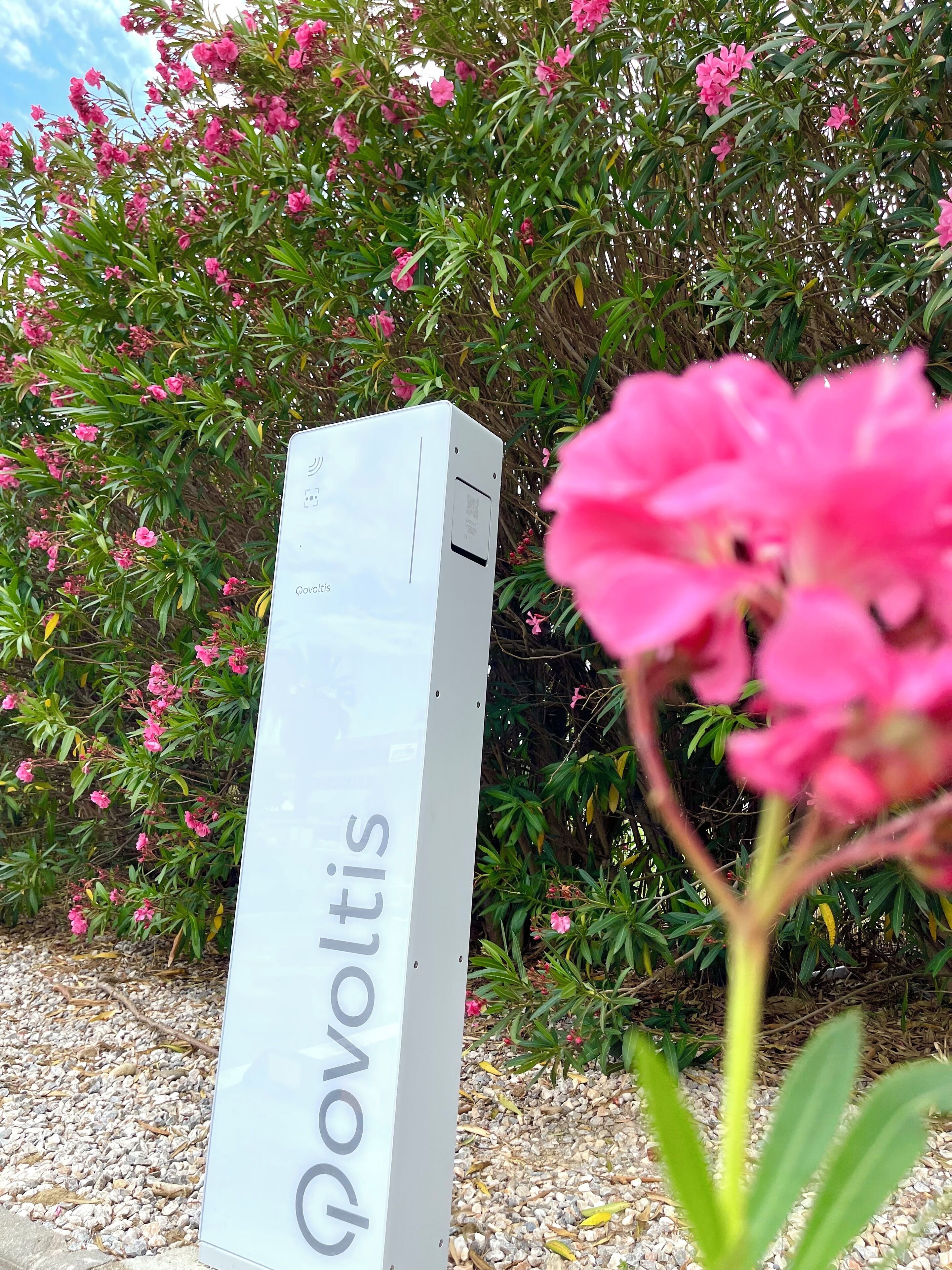 Un letrero con el nombre "Povoltis" en un jardín con flores rosadas y follaje verde.