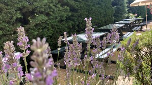 Un jardín con flores moradas y mesas de picnic bajo sombrillas.