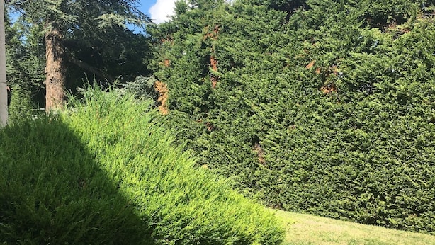 Un jardín bien cuidado con diversos árboles y arbustos, un camino despejado y un edificio parcialmente visible a la izquierda.