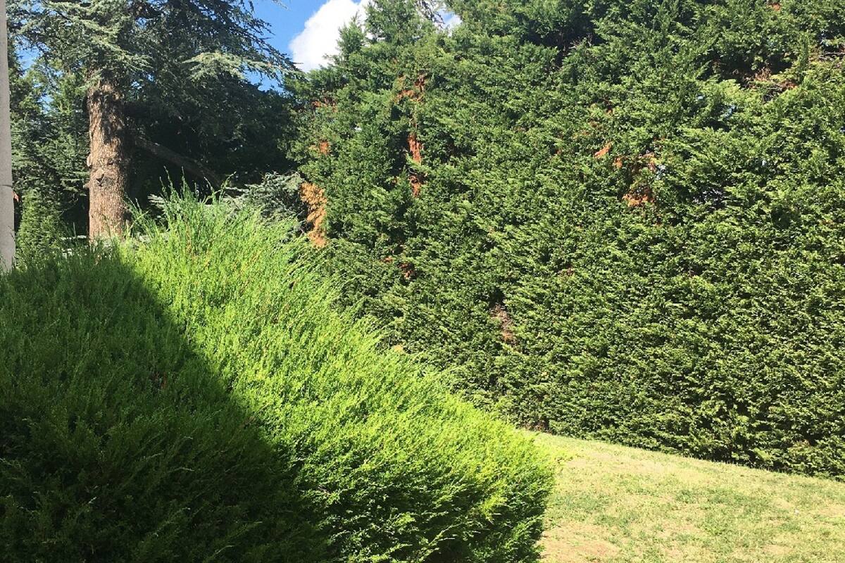Un jardín bien cuidado con diversos árboles y arbustos, un camino despejado y un edificio parcialmente visible a la izquierda.