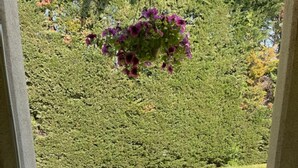 Un banco de madera con una taza rosa, frente a un seto cuidado y una vista despejada de un césped verde.