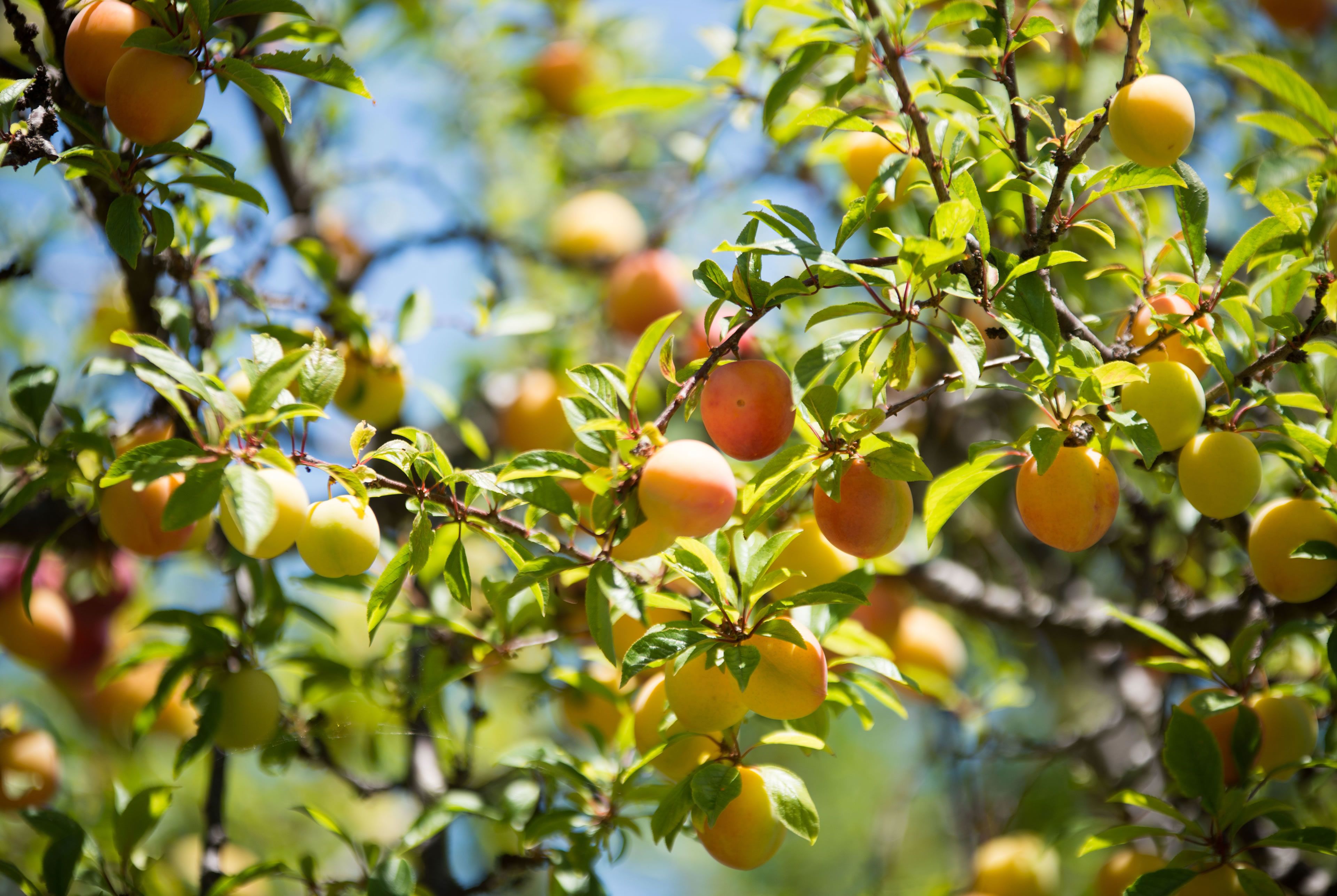 Foto - Hotel Internazionale