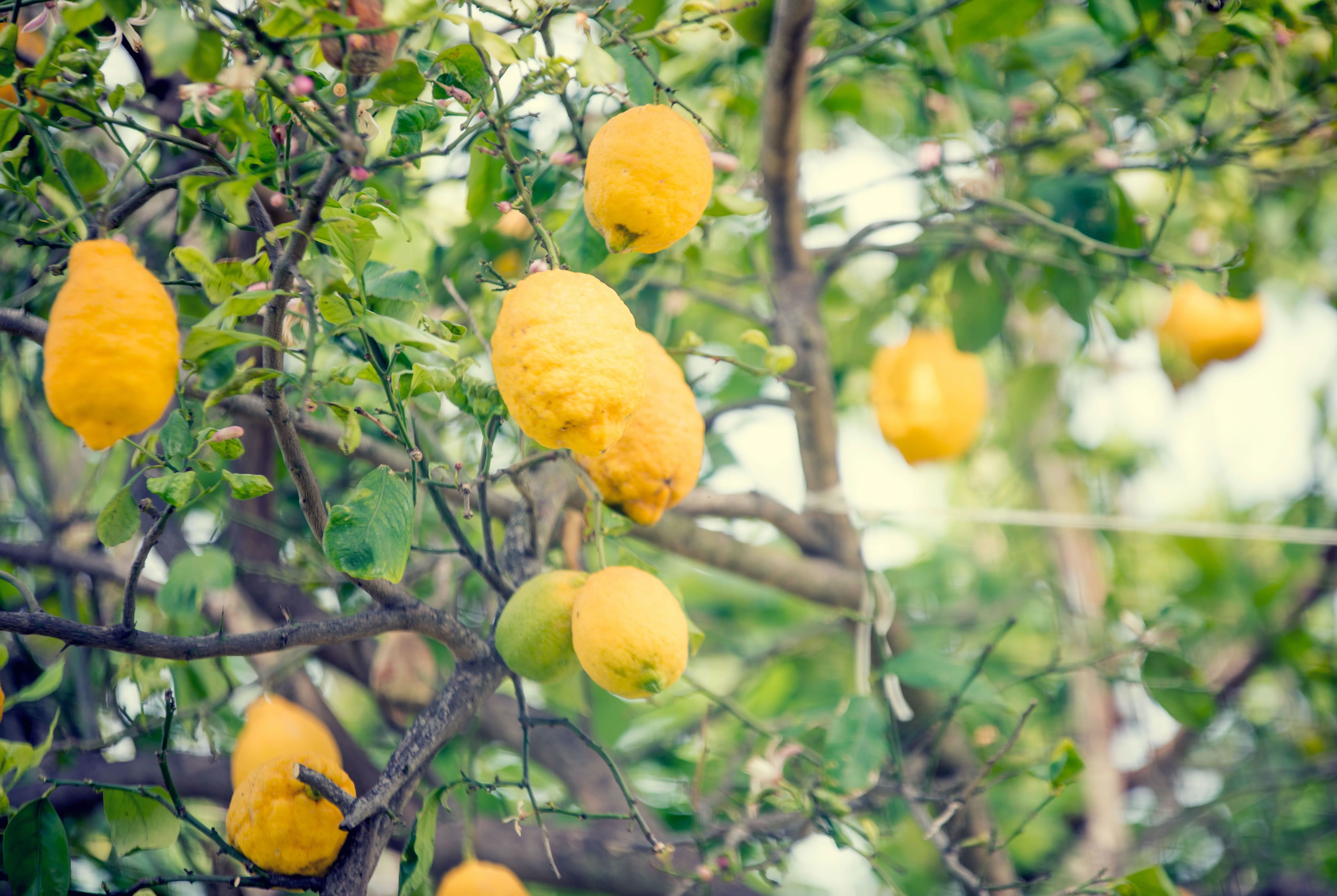 Foto - Hotel Internazionale