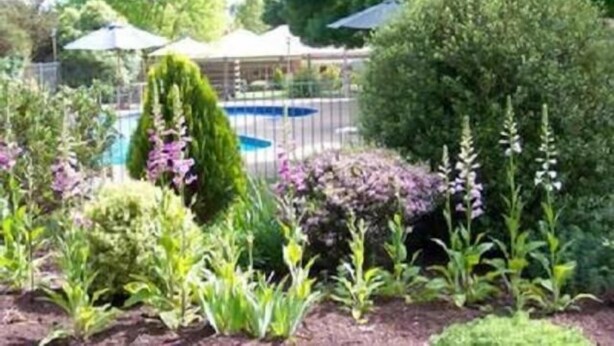 Un jardín con piscina, rodeado de plantas y árboles.