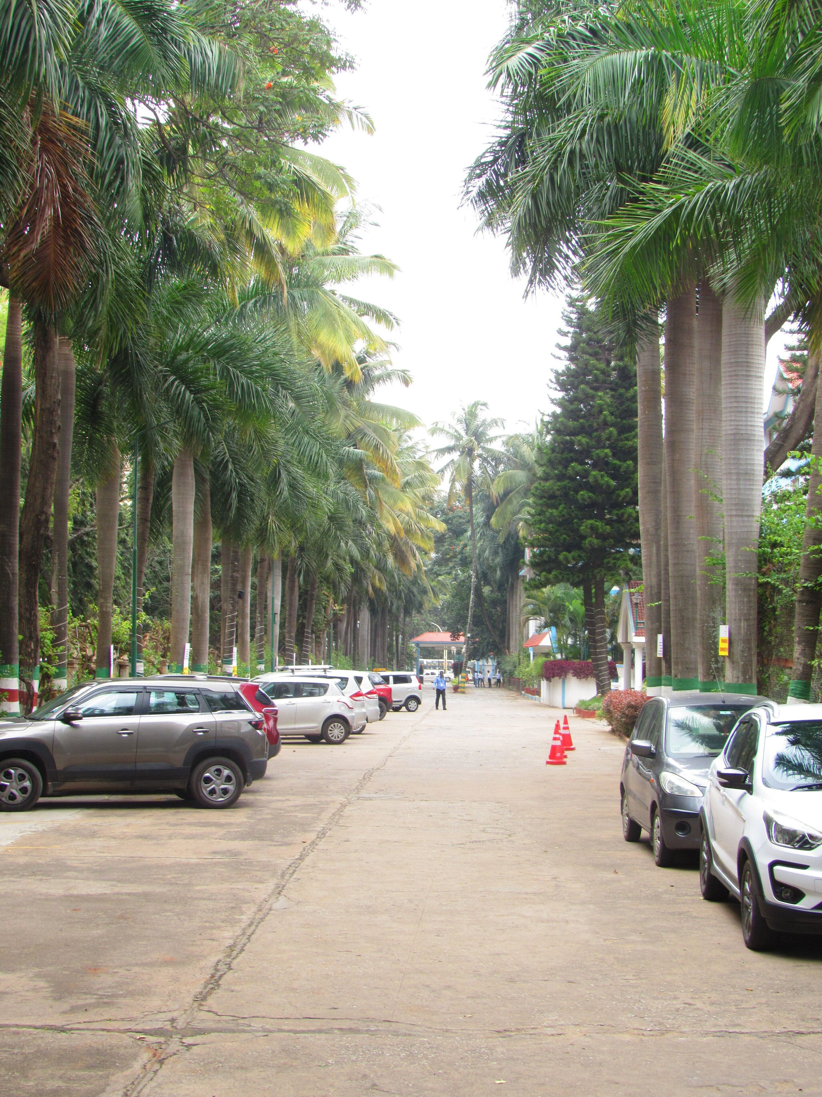 A street lined with tall palm trees and parked cars.
