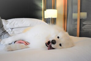 Pet-friendly - Hilton Dublin Kilmainham (Dublin)