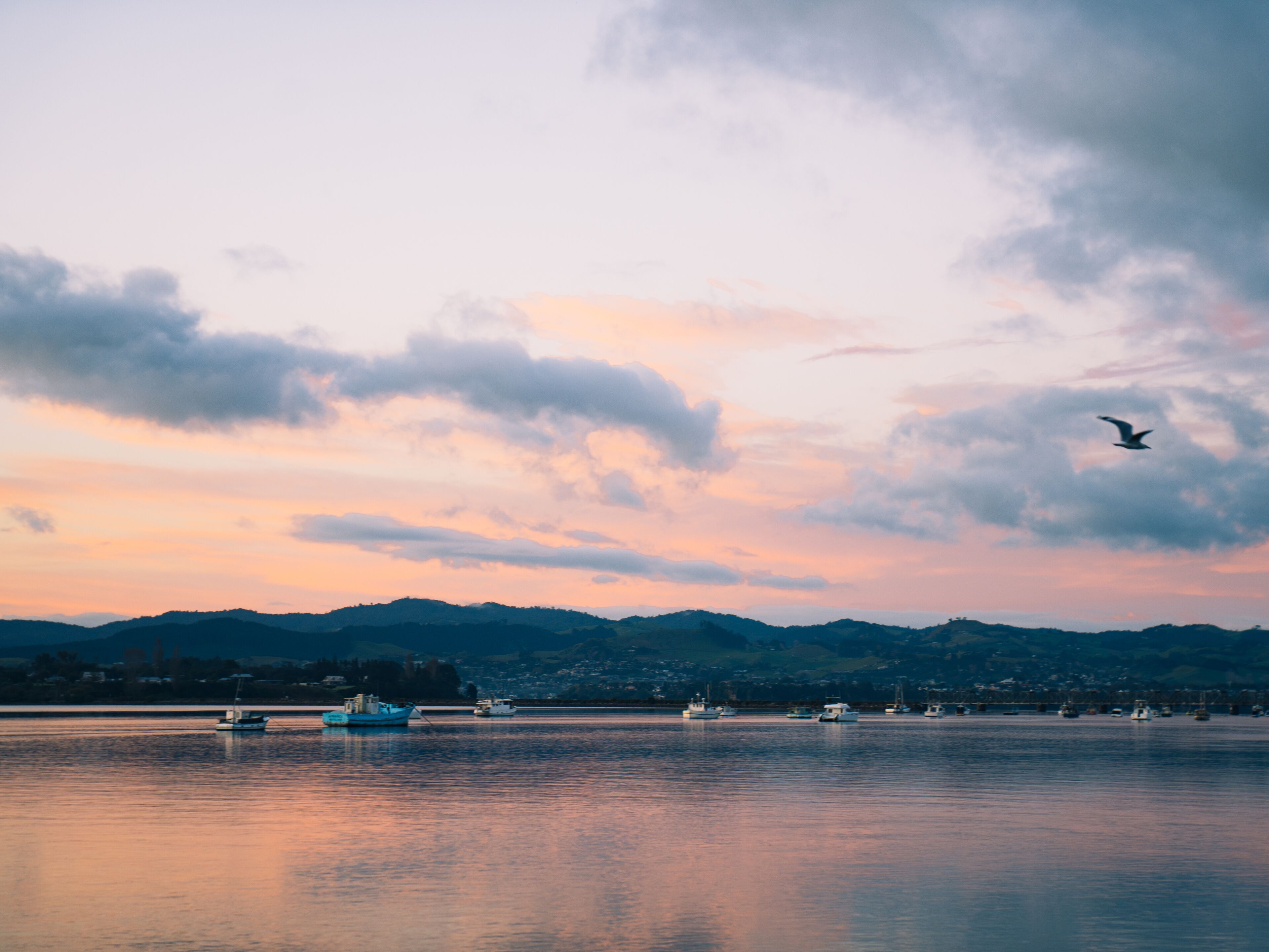 A calm waterfront with boats and a bird flying.