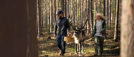 Metsämaisema, jossa mies ja nainen kävelevät poron kanssa.