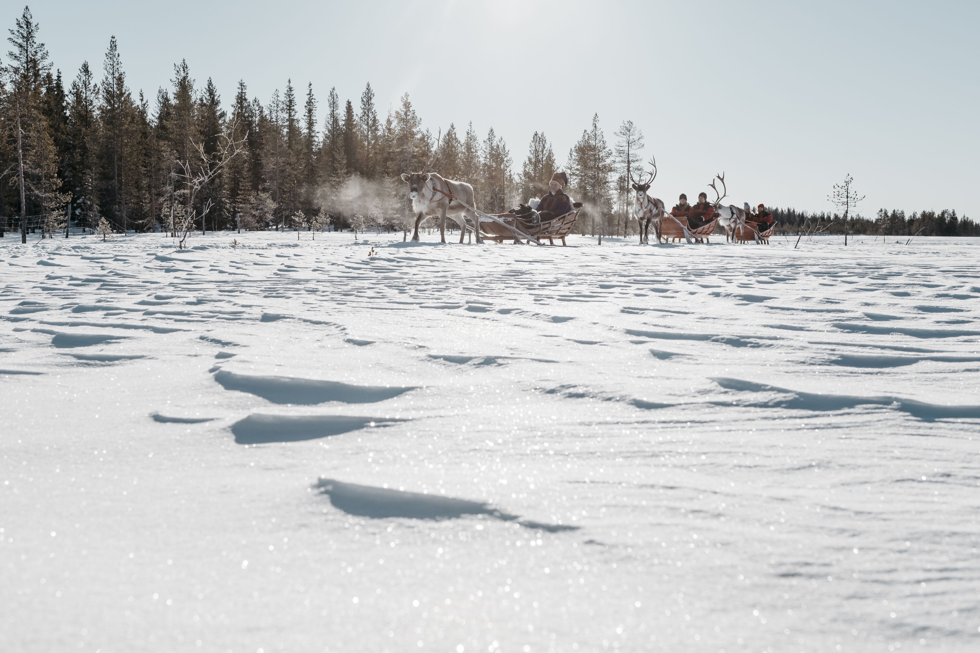 A snowy landscape with a sled pulled by reindeer.