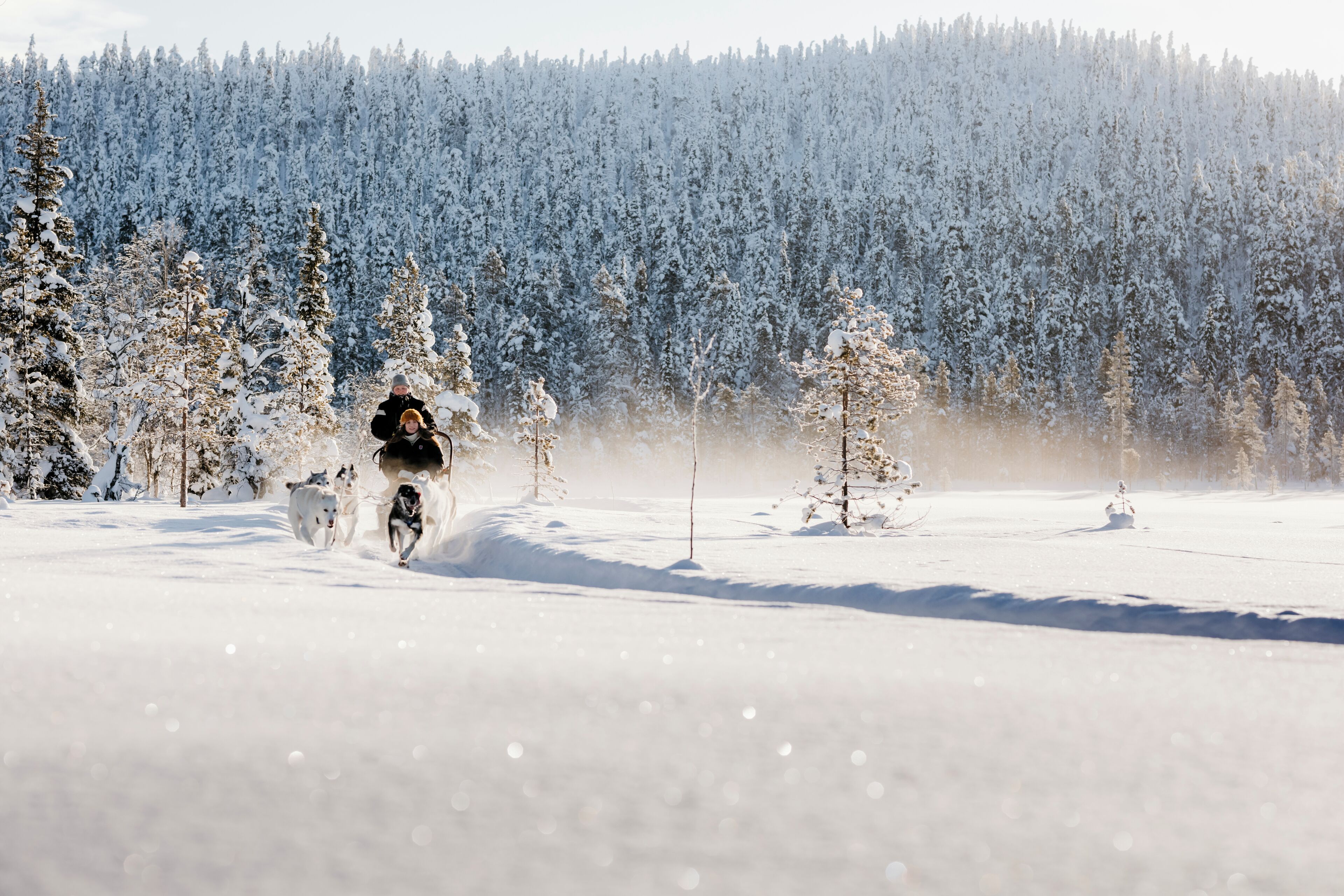 A snowy landscape with a forest in the background.
