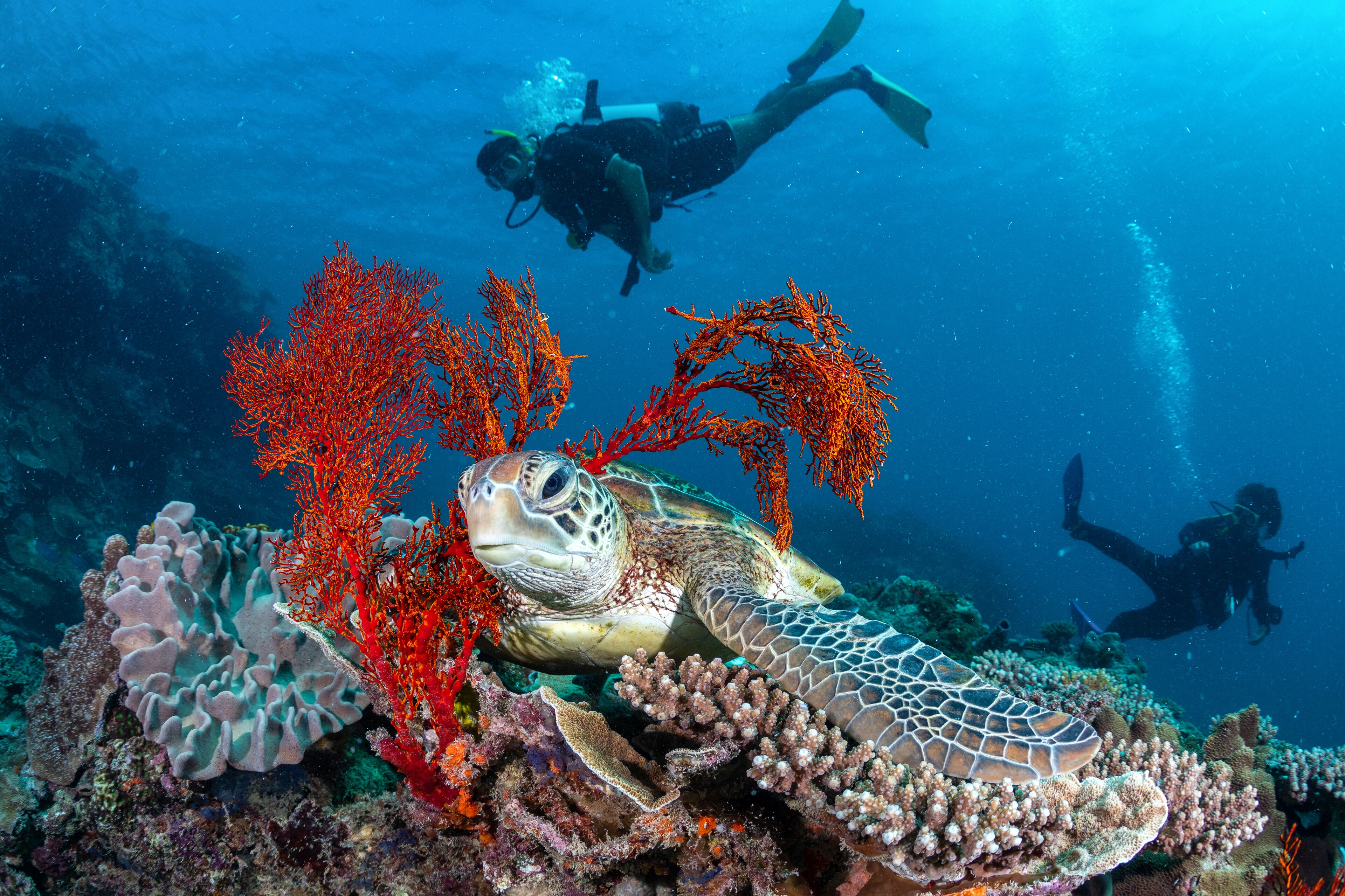 A sea turtle resting on a coral reef with divers in the background.