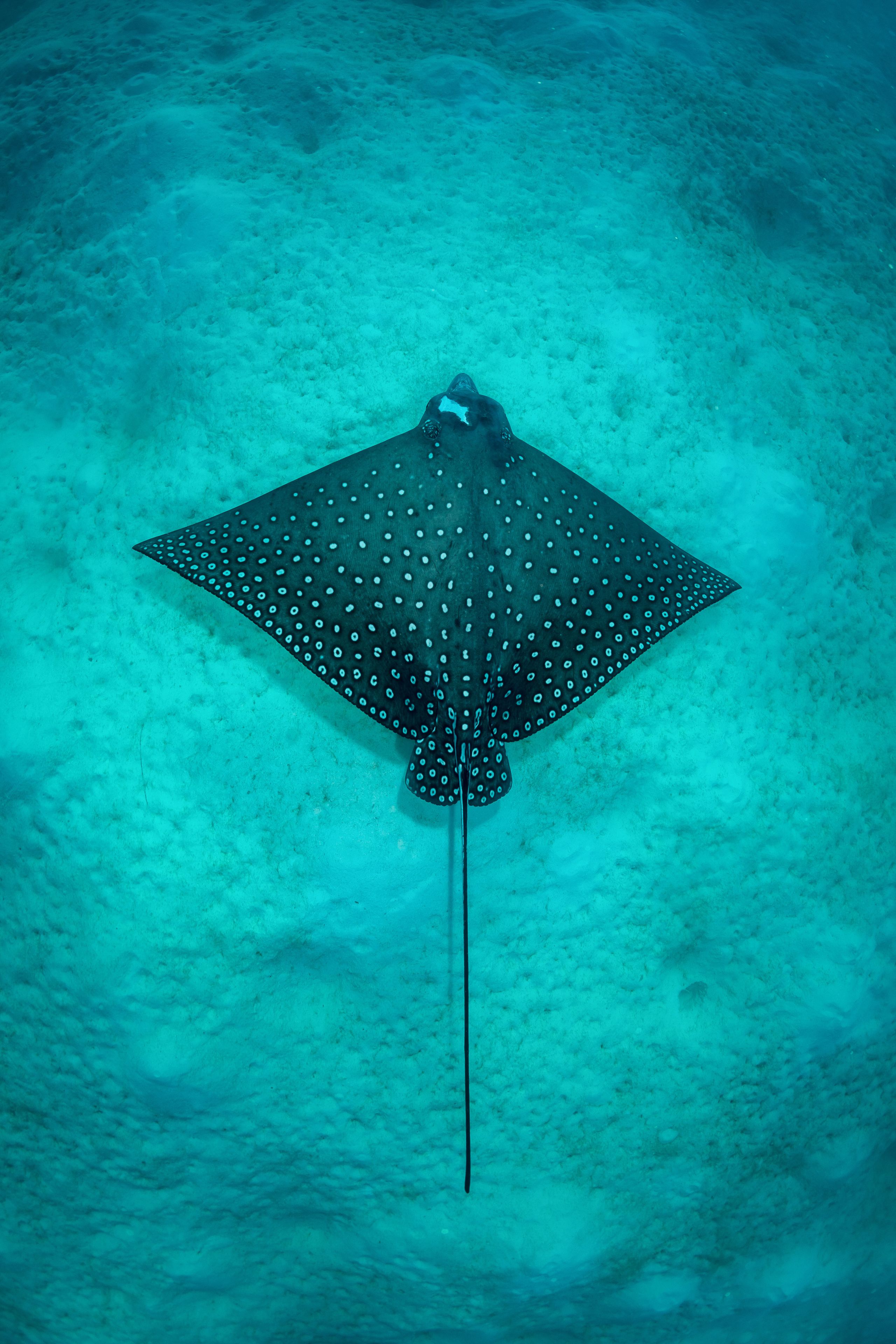 A stingray swimming in clear water.