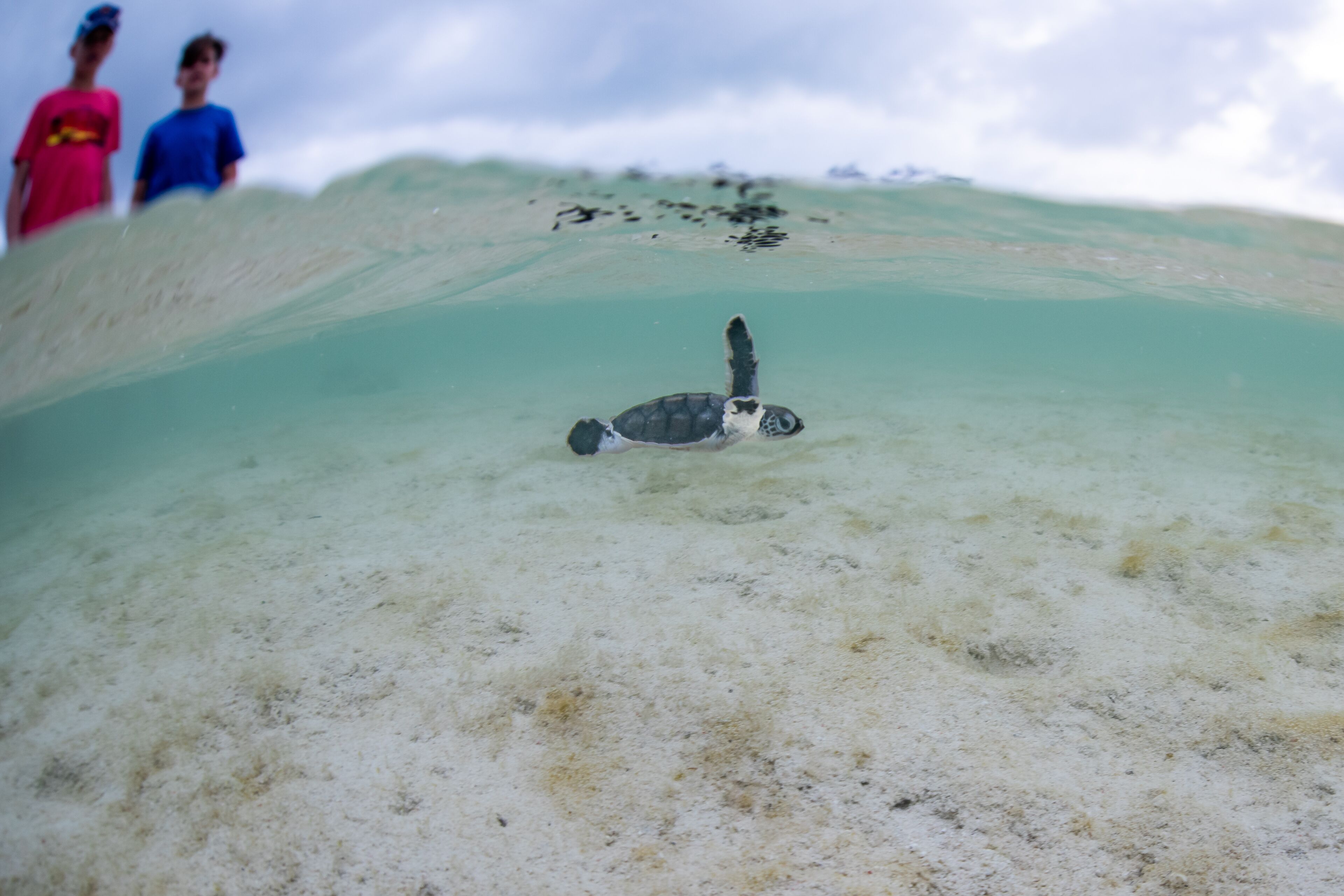 A turtle swimming in clear water with a sandy bottom.