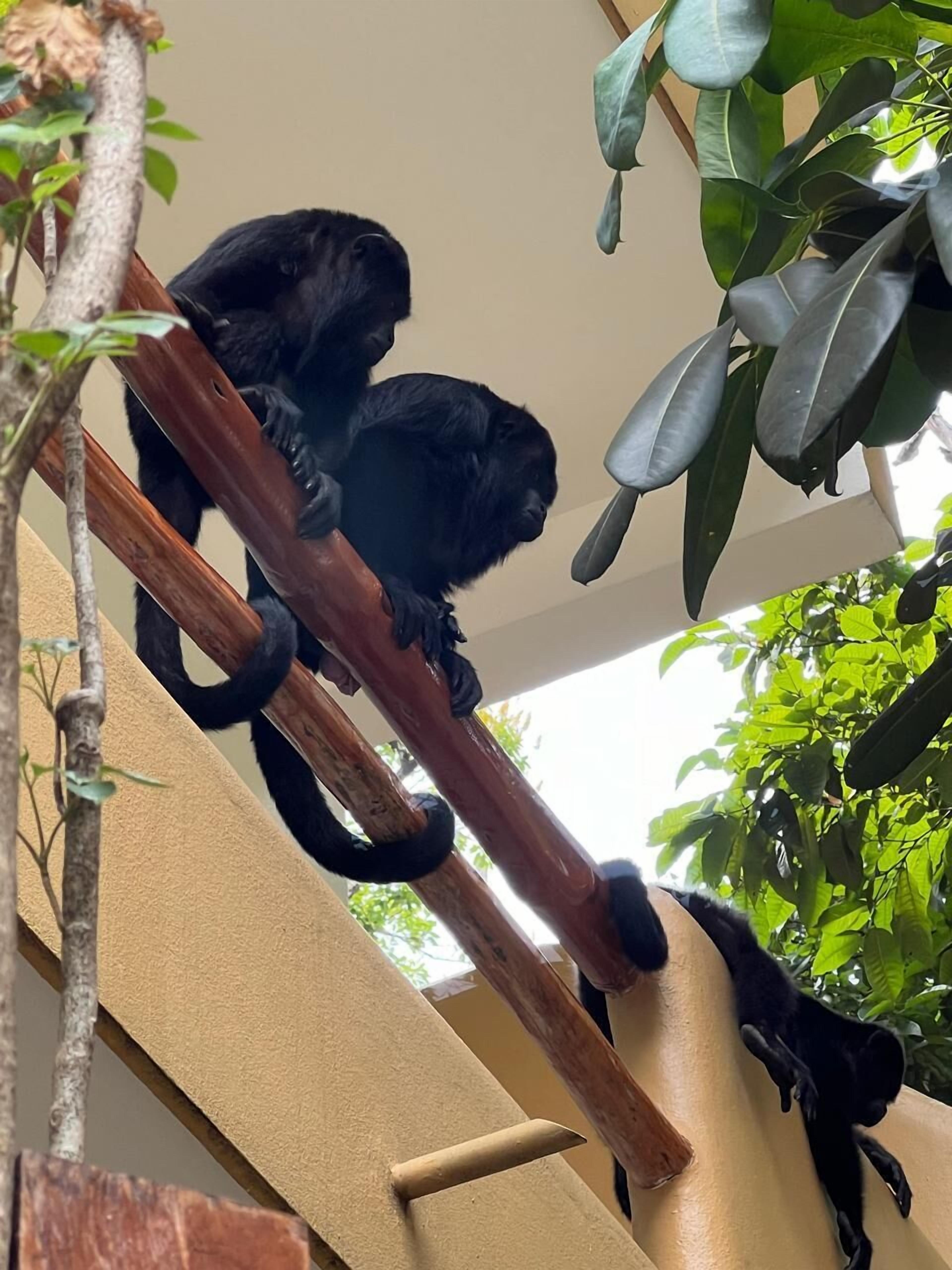 standard double room, balcony | terrace/patio