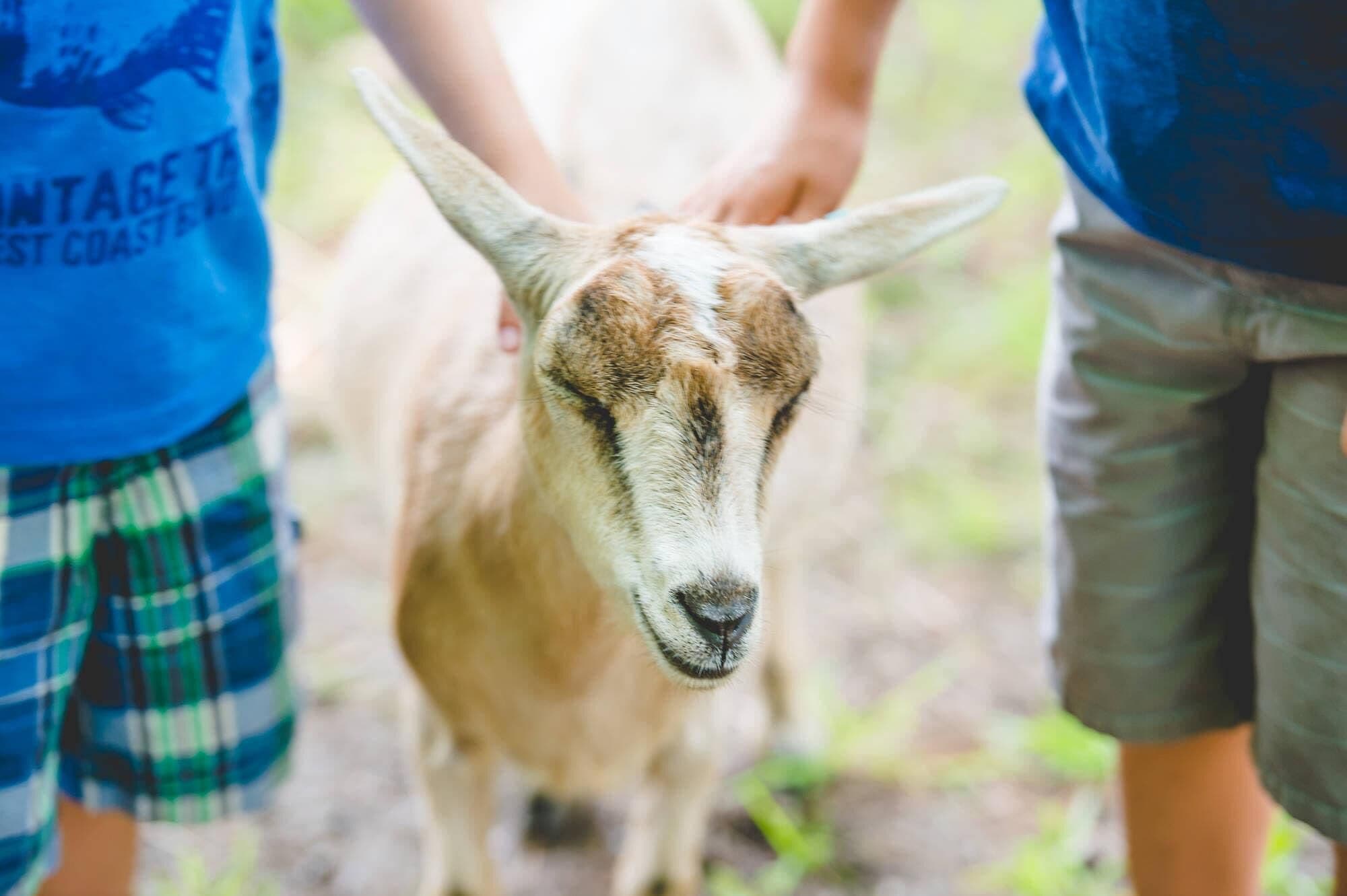A goat with a person holding its head.