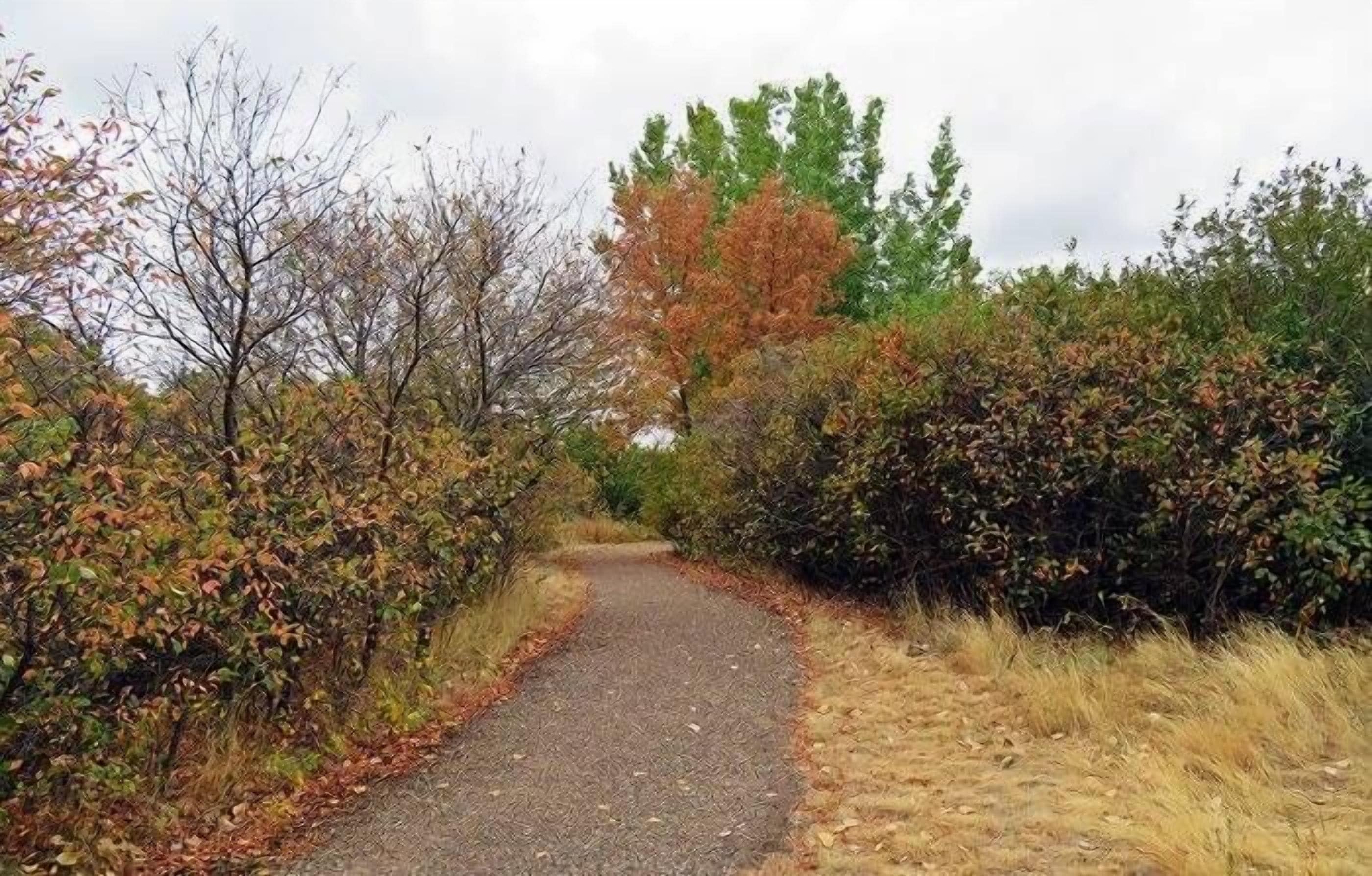A paved path surrounded by dense shrubbery and trees with autumn foliage.