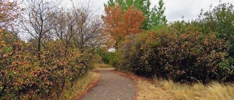 A paved path surrounded by dense shrubbery and trees with autumn foliage.